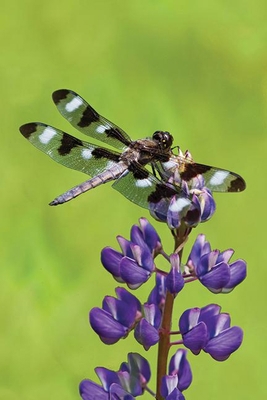 Dragonfly Blank Journal 1935666592 Book Cover