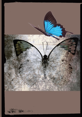 Beautiful Butterfly 1088175937 Book Cover