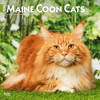 Maine Coon Cats 2025 12 X 24 Inch Monthly Squar... 1975477383 Book Cover