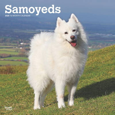 Samoyeds 2025 12 X 24 Inch Monthly Square Wall ... 1975477669 Book Cover