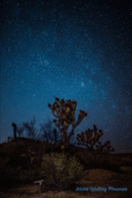 2020 Weekly Planner: Joshua Trees At Night 2020 Weekly Calendar With Goal Setting Section and Habit Tracking Pages, 6"x9"