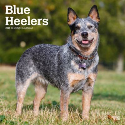 Blue Heelers 2025 12 X 24 Inch Monthly Square W... 1975476662 Book Cover