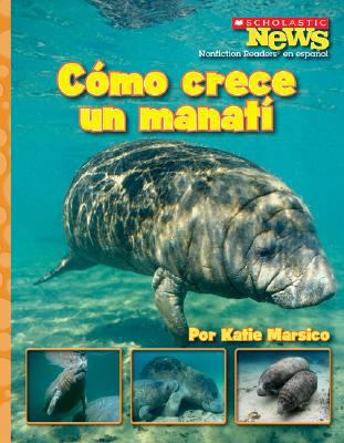 Como Crece Un Manati = A Manatee Calf Grows Up [Spanish] 0531207056 Book Cover