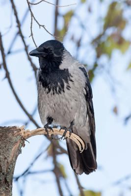 Awesome Hooded Crow Corvus comix Bird Journal: ... 1542594227 Book Cover