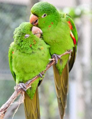 Notebook: Birds animals colourful exotic tropic... 1097398676 Book Cover