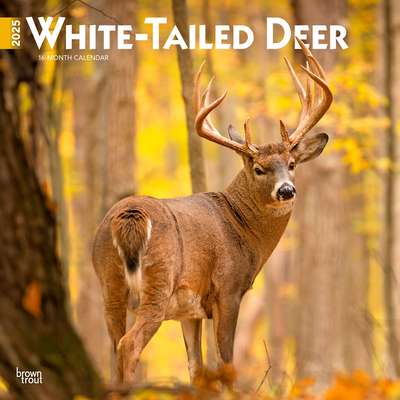 White Tailed Deer 2025 12 X 24 Inch Monthly Squ... 1975477995 Book Cover