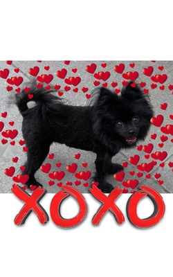 Valentine's all Love xoxo Pomeranian creative b... 171426436X Book Cover