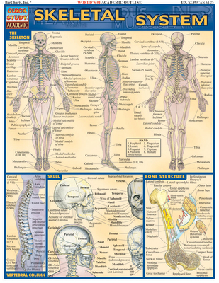 Skeletal System 1572224959 Book Cover