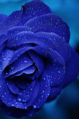 Rose: A Rose Is a Woody Perennial Flowering Pla... 1090223528 Book Cover