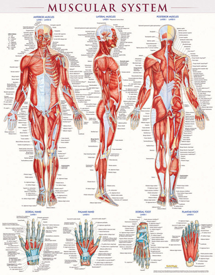 Muscular System Poster (22 X 28 Inches) - Lamin... 1423220668 Book Cover