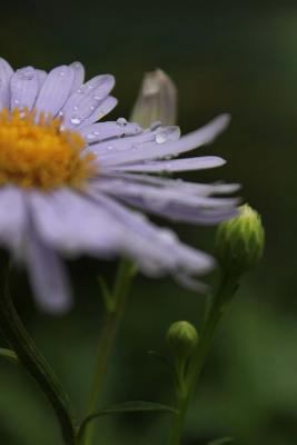 Margaret Notebook 1719594147 Book Cover