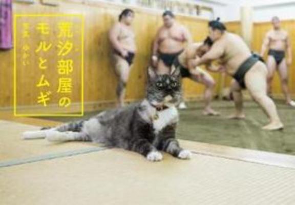 Mori and Mugi, the Sumo Stable Cats (English an... 4898154476 Book Cover