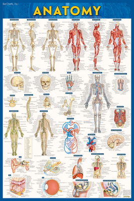 Anatomy Poster (24 X 36) - Paper: A Quickstudy ... 1423220781 Book Cover