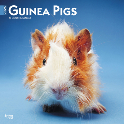 Guinea Pigs 2025 12 X 24 Inch Monthly Square Wa... 1975477138 Book Cover