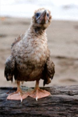 2020 Weekly Planner: Baffled Aquatic Bird 2020 Weekly Calendar With Goal Setting Section and Habit Tracking Pages, 6"x9"