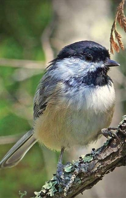 Chickadee Lined Journal 1935666126 Book Cover