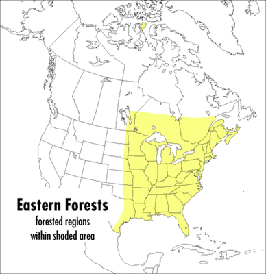 A Peterson Field Guide to Eastern Forests: Nort... 0395928958 Book Cover