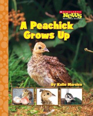 A Peachick Grows Up (Scholastic News Nonfiction... 0531186997 Book Cover