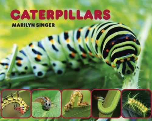 Caterpillars 0979745578 Book Cover