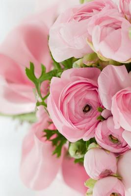 Pink Roses: Light Pink Roses Express Gentleness... 1799154157 Book Cover