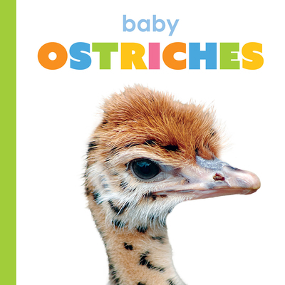 Baby Ostriches B0F54894VZ Book Cover