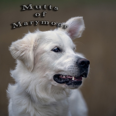 Mutts of Marymoor: By Michael J. Magee            Book Cover