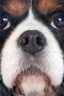 Cavalier King Charles Spaniel Vol.1 Notebook & Journal. Productivity Work Planner & Idea Notepad: Brainstorm Thoughts, Self Discovery, to Do List 1981553959 Book Cover