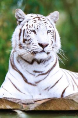 White Tiger Portrait Animal Journal: 150 Page L... 153696400X Book Cover