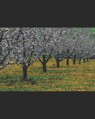 I Am Jinks B0C1JJRDS4 Book Cover