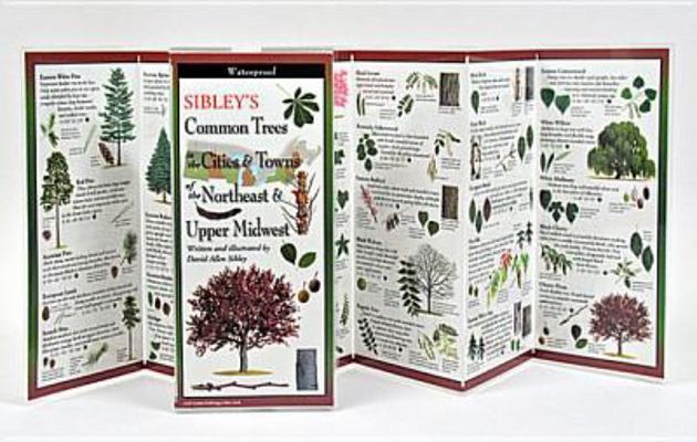 Sibley's Common Trees in the Cities & Towns of ... 1935380494 Book Cover