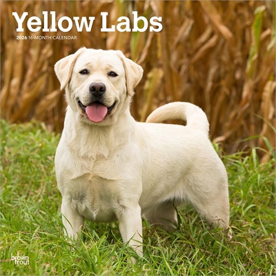 Yellow Labrador Retrievers 2026 12 X 24 Inch (H... B0DYKYZVKZ Book Cover