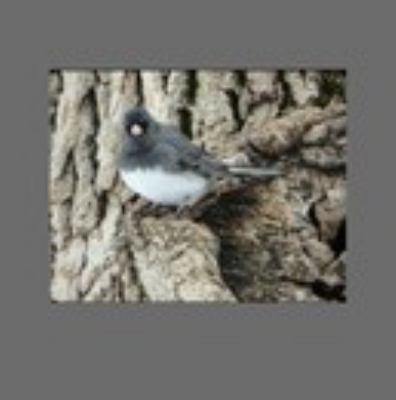 Hardcover Birds and Butterflies from Indiana-2016 Book