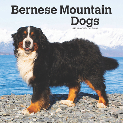 Bernese Mountain Dogs 2025 12 X 24 Inch Monthly... 197547662X Book Cover