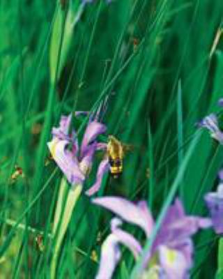 Large Wild Blue Iris Journal 1364011867 Book Cover