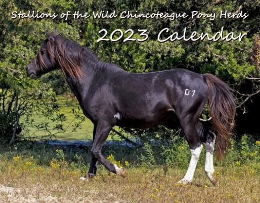 Stallions of the Wild Chincoteague Pony Herds 2022 Calendar