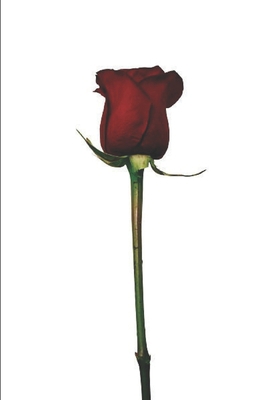 Lillian: Rose B0CKB3XN95 Book Cover