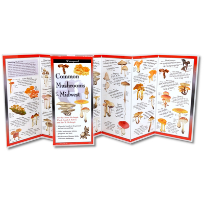Common Mushrooms of the Midwest 1621263975 Book Cover