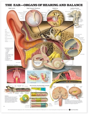 The Ear: Organs of Hearing and Balance Anatomic... 158779120X Book Cover