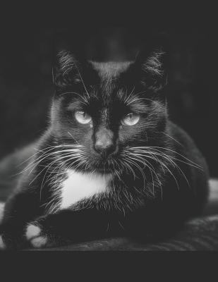 Black Cat Sheet Music Paper: For Composers and ... 1798554712 Book Cover