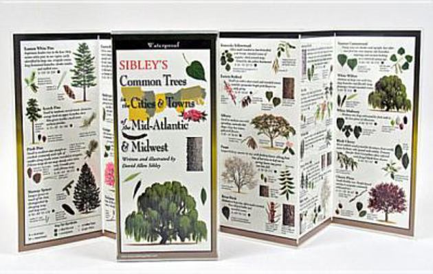 Sibley's Common Trees in the Cities & Towns of ... 1935380532 Book Cover