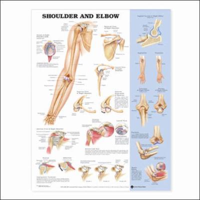 Shoulder and Elbow Anatomical Chart 1587797550 Book Cover