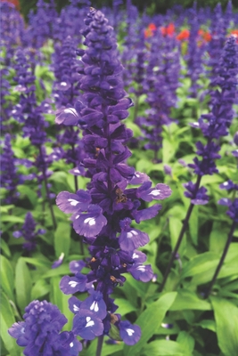 Herbal: Empty Sketch Pages Journal / Notebook -... [German] 1671115872 Book Cover