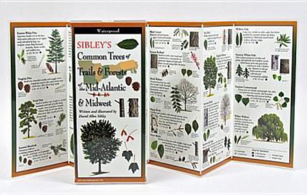 Sibley's Common Trees of Trails & Forests of th... 1935380540 Book Cover