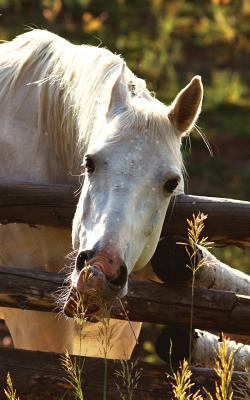 Kids Petite Equine Journal: Equine Themed Wide ... 0464688167 Book Cover