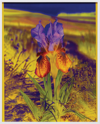 Lisa Oppenheim: The Eternal Substitute 3775760229 Book Cover