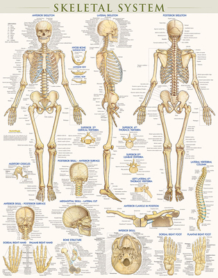 Skeletal System Poster (22 X 28 Inches) - Lamin... 1423220676 Book Cover