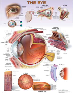 The Eye Anatomical Chart 1975255410 Book Cover
