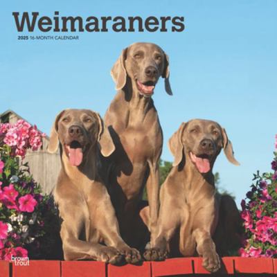 Weimaraners 2025 12 X 24 Inch Monthly Square Wa... 1975477944 Book Cover