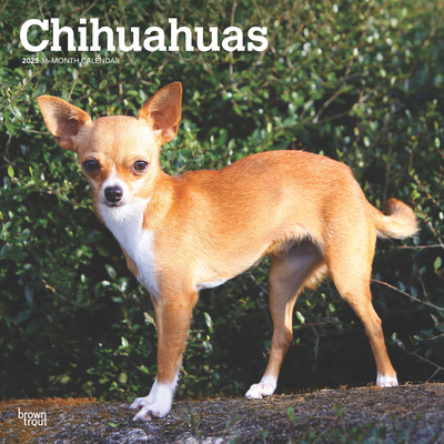 Chihuahuas 2025 12 X 24 Inch Monthly Square Wal... 1975476840 Book Cover