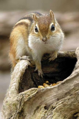 Chipmunk Blank Journal B007RBT9VQ Book Cover